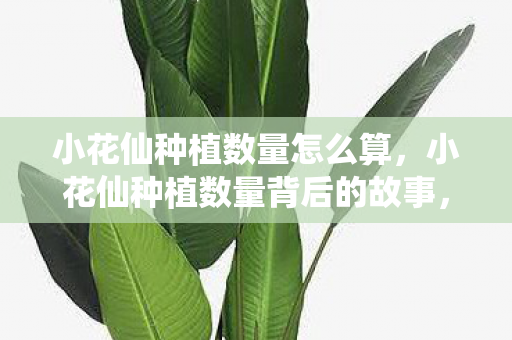 小花仙种植数量怎么算，小花仙种植数量背后的故事，探索玩家们的热爱与坚持