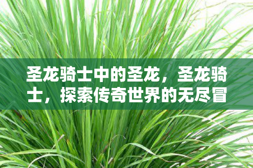 圣龙骑士中的圣龙，圣龙骑士，探索传奇世界的无尽冒险