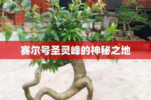 赛尔号圣灵峰的神秘之地