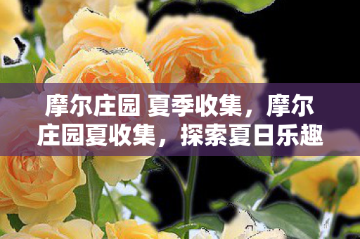 摩尔庄园 夏季收集，摩尔庄园夏收集，探索夏日乐趣，收集无限惊喜