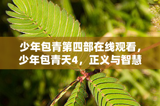 少年包青第四部在线观看，少年包青天4，正义与智慧的青春篇章