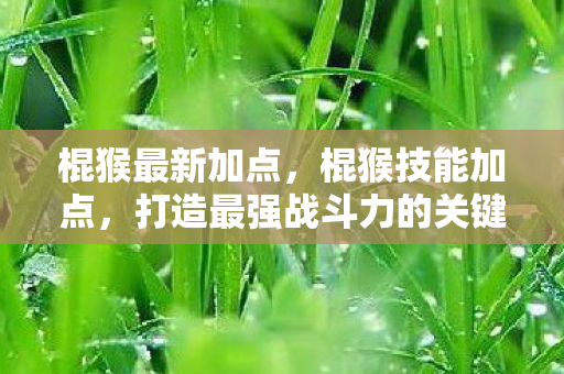 棍猴最新加点，棍猴技能加点，打造最强战斗力的关键