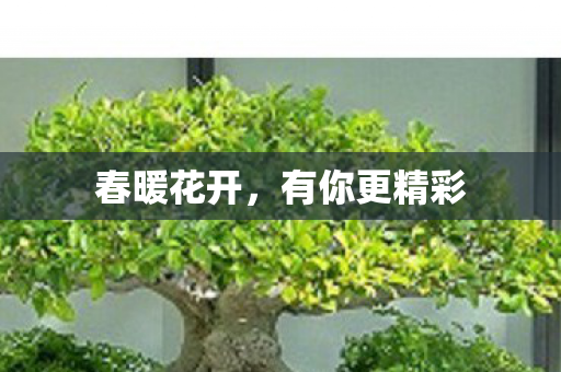 春暖花开，有你更精彩