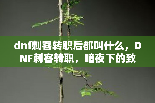 dnf刺客转职后都叫什么，DNF刺客转职，暗夜下的致命舞者