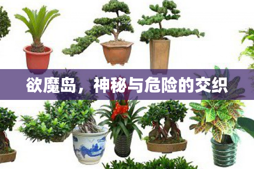 欲魔岛，神秘与危险的交织