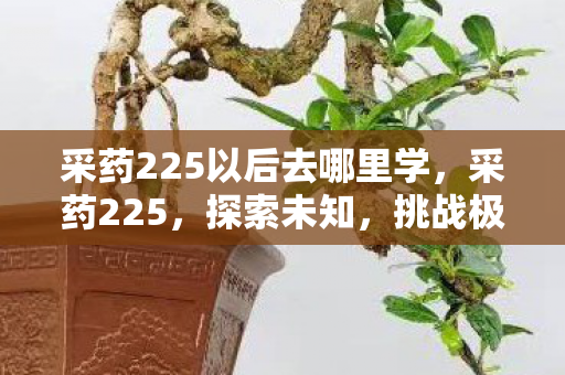 采药225以后去哪里学,采药225,探索未知,挑战极限的奇幻之旅 采药225以后去哪里学,采药225,探索未知,挑战极限的奇幻之旅