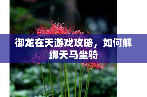 御龙在天游戏攻略，如何解绑天马坐骑