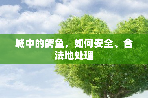 城中的鳄鱼，如何安全、合法地处理