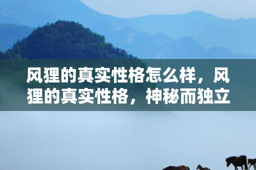 风狸的真实性格怎么样，风狸的真实性格，神秘而独立的探索者