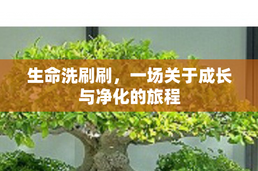 生命洗刷刷，一场关于成长与净化的旅程