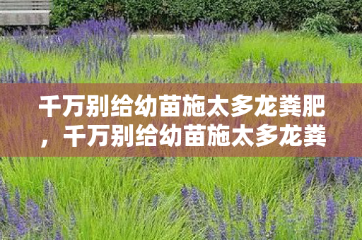 千万别给幼苗施太多龙粪肥,千万别给幼苗施太多龙粪 千万别给幼苗施太多龙粪肥,千万别给幼苗施太多龙粪