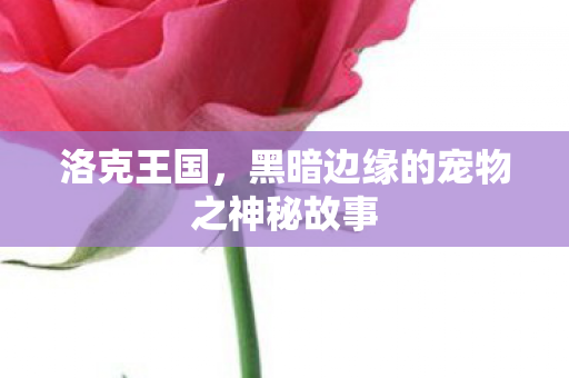 洛克王国，黑暗边缘的宠物之神秘故事