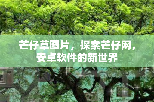 芒仔草图片，探索芒仔网，安卓软件的新世界