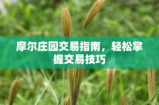 摩尔庄园交易指南，轻松掌握交易技巧