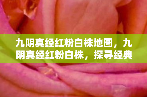 九阴真经红粉白株地图，九阴真经红粉白株，探寻经典武侠世界的独特魅力