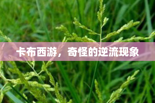 卡布西游,奇怪的逆流现象 卡布西游,奇怪的逆流现象