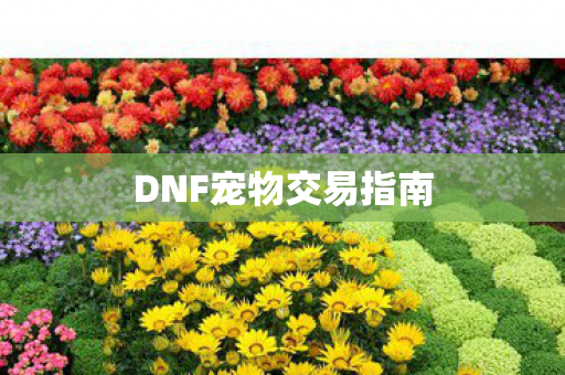 DNF宠物交易指南