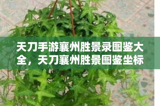 天刀手游襄州胜景录图鉴大全，天刀襄州胜景图鉴坐标，探寻古韵之美