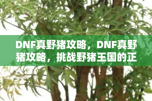 DNF真野猪攻略，DNF真野猪攻略，挑战野猪王国的正确姿势