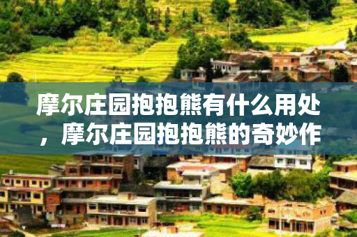 摩尔庄园抱抱熊有什么用处，摩尔庄园抱抱熊的奇妙作用