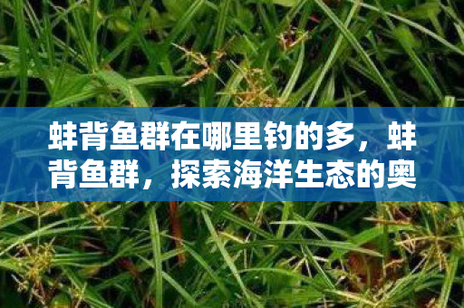 蚌背鱼群在哪里钓的多，蚌背鱼群，探索海洋生态的奥秘