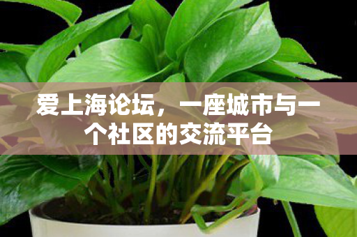 爱上海论坛，一座城市与一个社区的交流平台