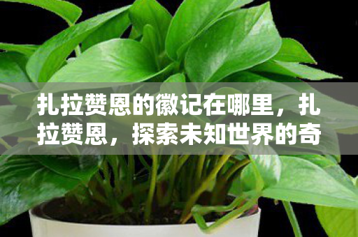 扎拉赞恩的徽记在哪里，扎拉赞恩，探索未知世界的奇幻之旅