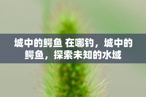 城中的鳄鱼 在哪钓，城中的鳄鱼，探索未知的水域