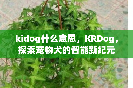 kidog什么意思，KRDog，探索宠物犬的智能新纪元
