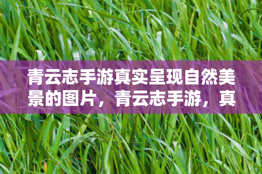 青云志手游真实呈现自然美景的图片，青云志手游，真实呈现自然美景的奇妙之旅