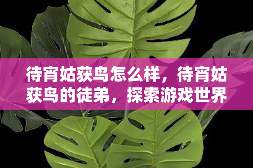 待宵姑获鸟怎么样，待宵姑获鸟的徒弟，探索游戏世界的无限可能