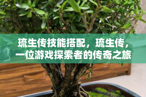 琉生传技能搭配，琉生传，一位游戏探索者的传奇之旅