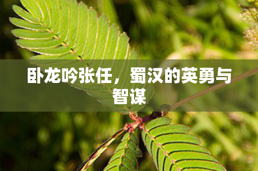 卧龙吟张任，蜀汉的英勇与智谋