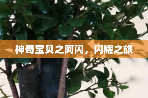 神奇宝贝之阿闪，闪耀之旅