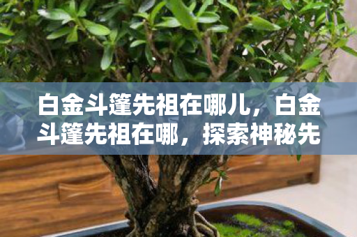 白金斗篷先祖在哪儿，白金斗篷先祖在哪，探索神秘先祖的踪迹