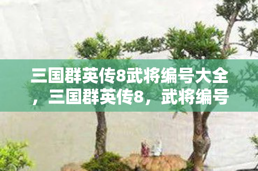 三国群英传8武将编号大全，三国群英传8，武将编号背后的传奇故事