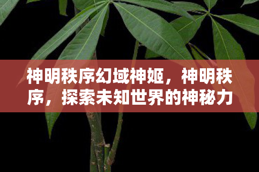 神明秩序幻域神姬，神明秩序，探索未知世界的神秘力量