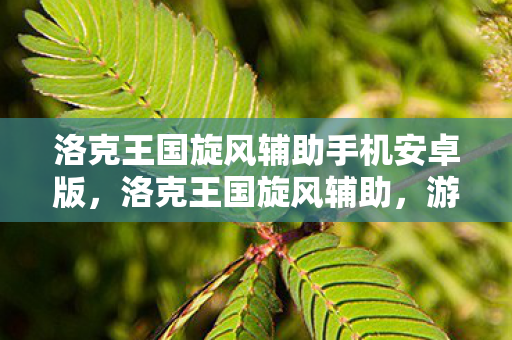 洛克王国旋风辅助手机安卓版，洛克王国旋风辅助，游戏辅助工具的正确使用与注意事项