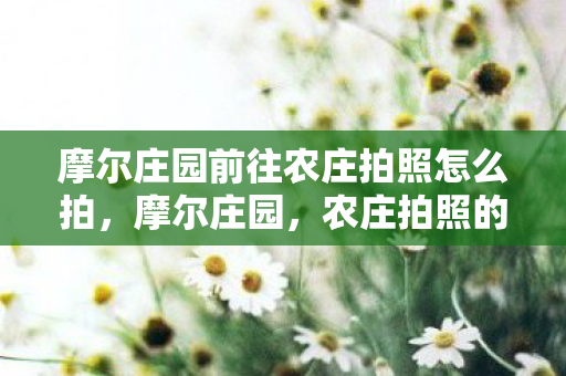 摩尔庄园前往农庄拍照怎么拍，摩尔庄园，农庄拍照的温馨时光