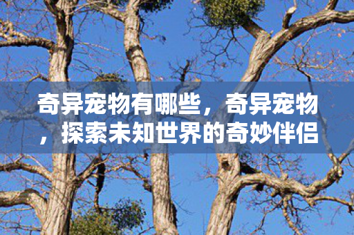 奇异宠物有哪些，奇异宠物，探索未知世界的奇妙伴侣