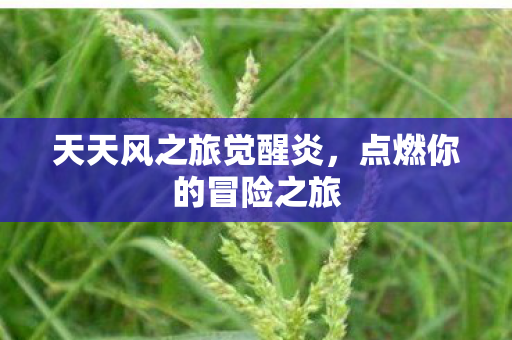 天天风之旅觉醒炎，点燃你的冒险之旅