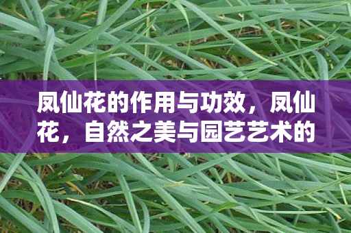 凤仙花的作用与功效，凤仙花，自然之美与园艺艺术的完美结合