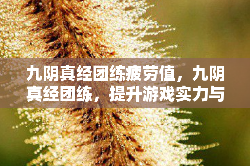 九阴真经团练疲劳值，九阴真经团练，提升游戏实力与社交互动的绝佳途径