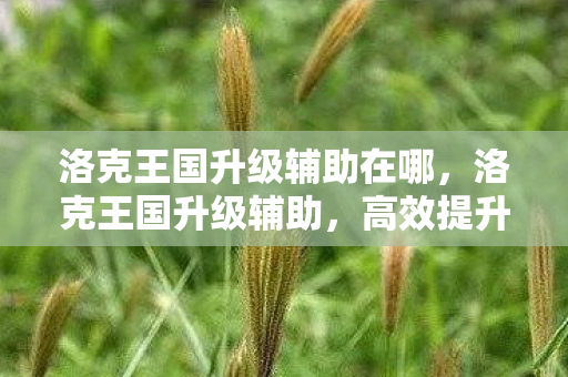 洛克王国升级辅助在哪，洛克王国升级辅助，高效提升你的游戏实力