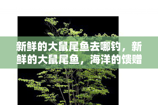新鲜的大鼠尾鱼去哪钓，新鲜的大鼠尾鱼，海洋的馈赠与餐桌上的佳肴