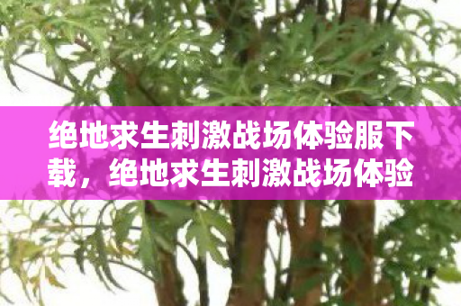 绝地求生刺激战场体验服下载，绝地求生刺激战场体验服，探索未知，挑战极限