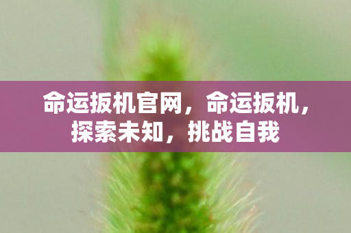 命运扳机官网，命运扳机，探索未知，挑战自我