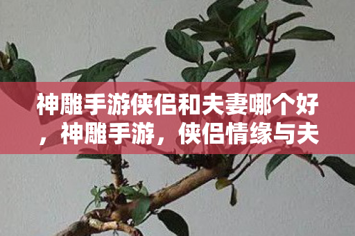 神雕手游侠侣和夫妻哪个好，神雕手游，侠侣情缘与夫妻共战的浪漫之旅