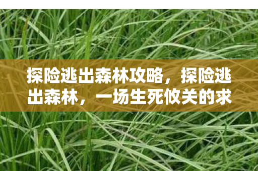 探险逃出森林攻略，探险逃出森林，一场生死攸关的求生之旅