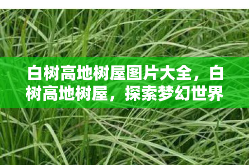 白树高地树屋图片大全，白树高地树屋，探索梦幻世界的奇妙居所